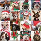 We Wish You a Merry Christmas